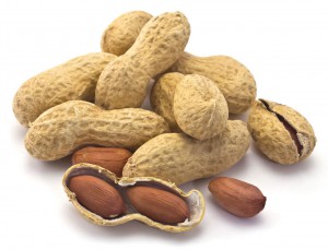 Nut-photo-11 Nut-photo-11