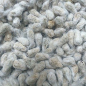 cotton-seeds cotton-seeds